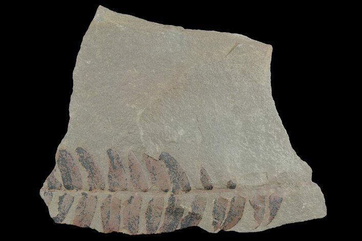 Pennsylvanian Fossil Fern (Neuropteris) Plate - Kentucky #181322